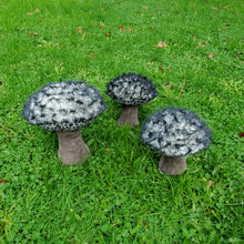 Load image into Gallery viewer, Old Man of the Woods Plushroom scientific