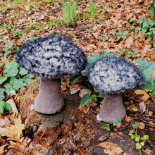Load image into Gallery viewer, Old Man of the Woods Plushroom scientific