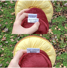 Load image into Gallery viewer, Two colored Bolete Plushroom, Scientific type