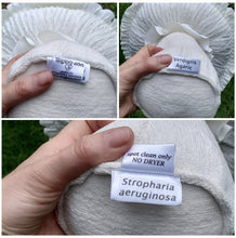 Load image into Gallery viewer, Verdigris Agaric Amanita Plushroom scientific