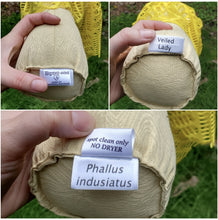 Load image into Gallery viewer, Veiled Lady Plushroom Scientific type