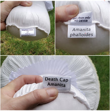 Load image into Gallery viewer, Death Cap Amanita Plushroom scientific